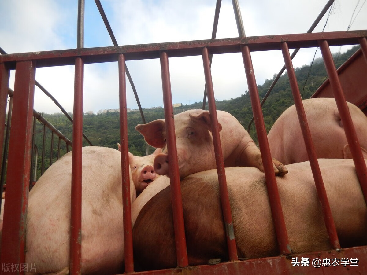 猪肉价格走势(今日生猪价格一览表)