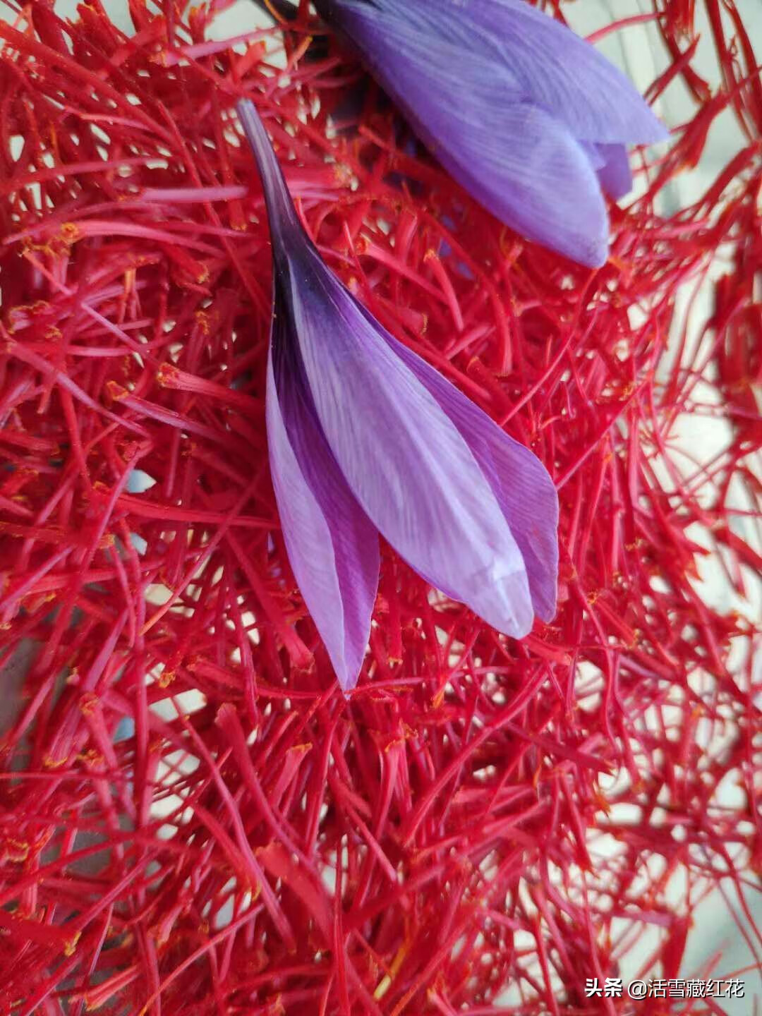 藏红花泡水喝的正确方法(藏红花泡水喝有什么功效)