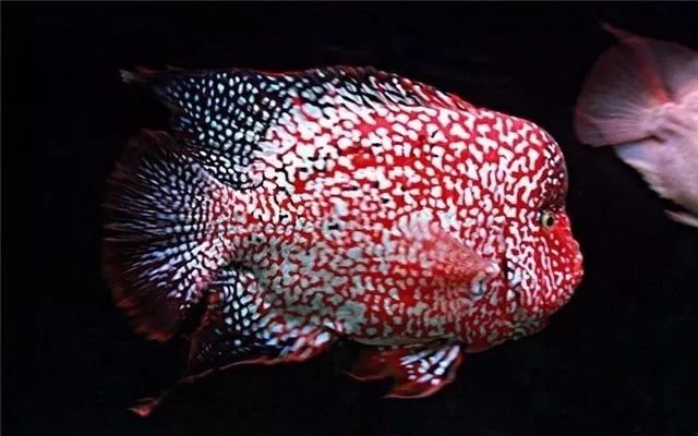 在罗汉鱼中,一般来说,重金属的类型不容易起头,比