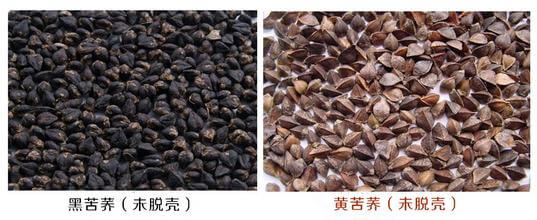 黑苦荞麦和黄苦荞麦的区别(黑苦荞麦米的功效与作用及禁忌)