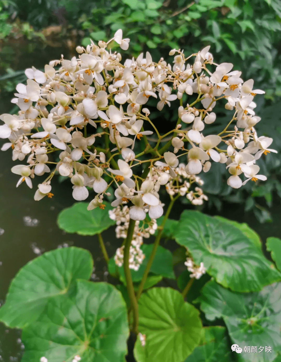 121莲叶秋海棠(begonianelumbiifolia),秋海棠科秋海棠属,&药园120