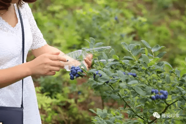 蓝莓 风水(草莓风水上有啥寓意)