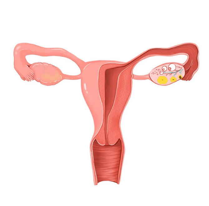 怎样能保养卵巢和子宫(怎样养护卵巢和子宫)