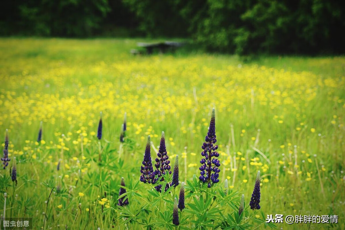 曾经沧海难为水，繁华落尽成悲凉；知足者常乐，随缘者自在