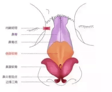 隆鼻精油吧(隆鼻精油真的有用吗)