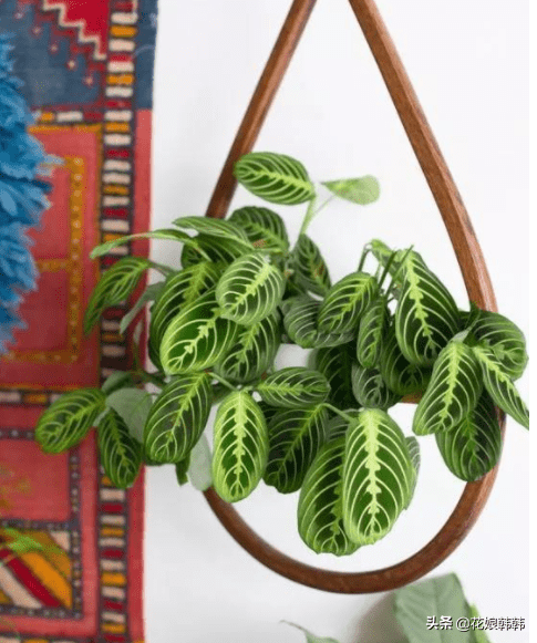 披针叶竹芋的寓意(披针叶竹芋叶子枯黄)