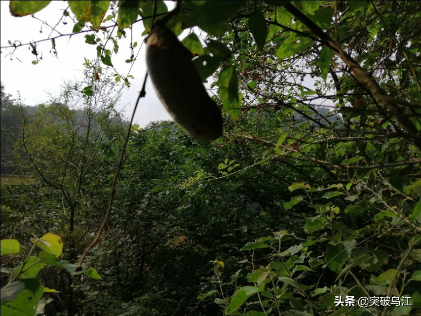 八月瓜几月开花(六月瓜)