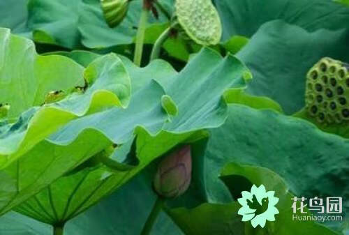 睡莲花的功效与作用(睡莲介绍)
