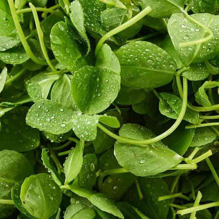 金花菜又名叫什么(金花菜好吃吗)