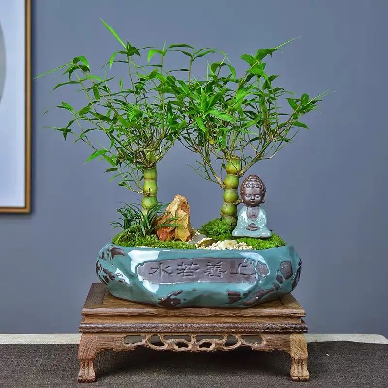 端庄又大方,常年郁郁葱葱,家里养上几盆,清新典雅寓意好,旺财又守家