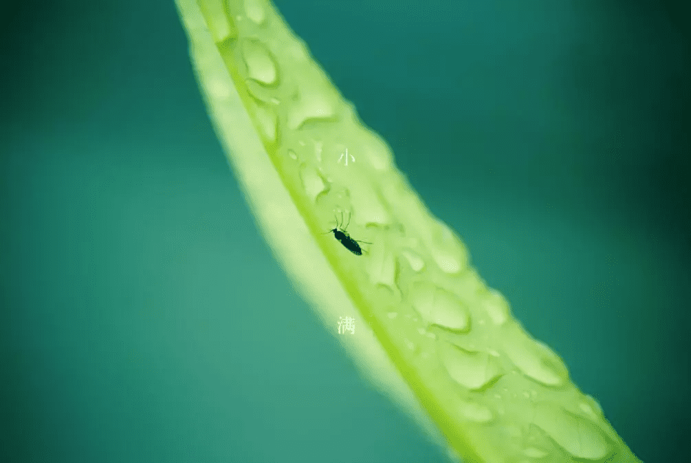小满是啥子意思(小满啥意思)