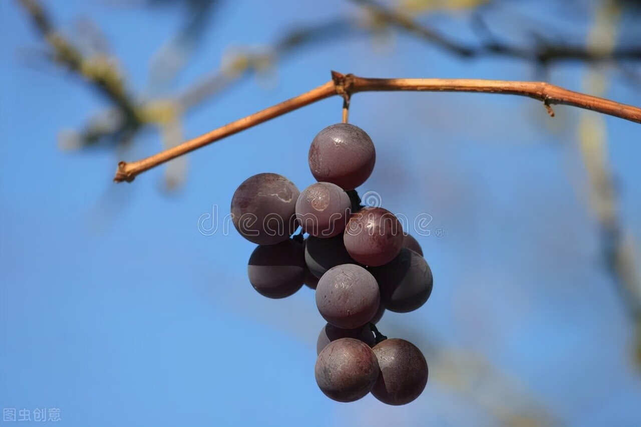 葡萄架的风水禁忌(庭院葡萄架风水)