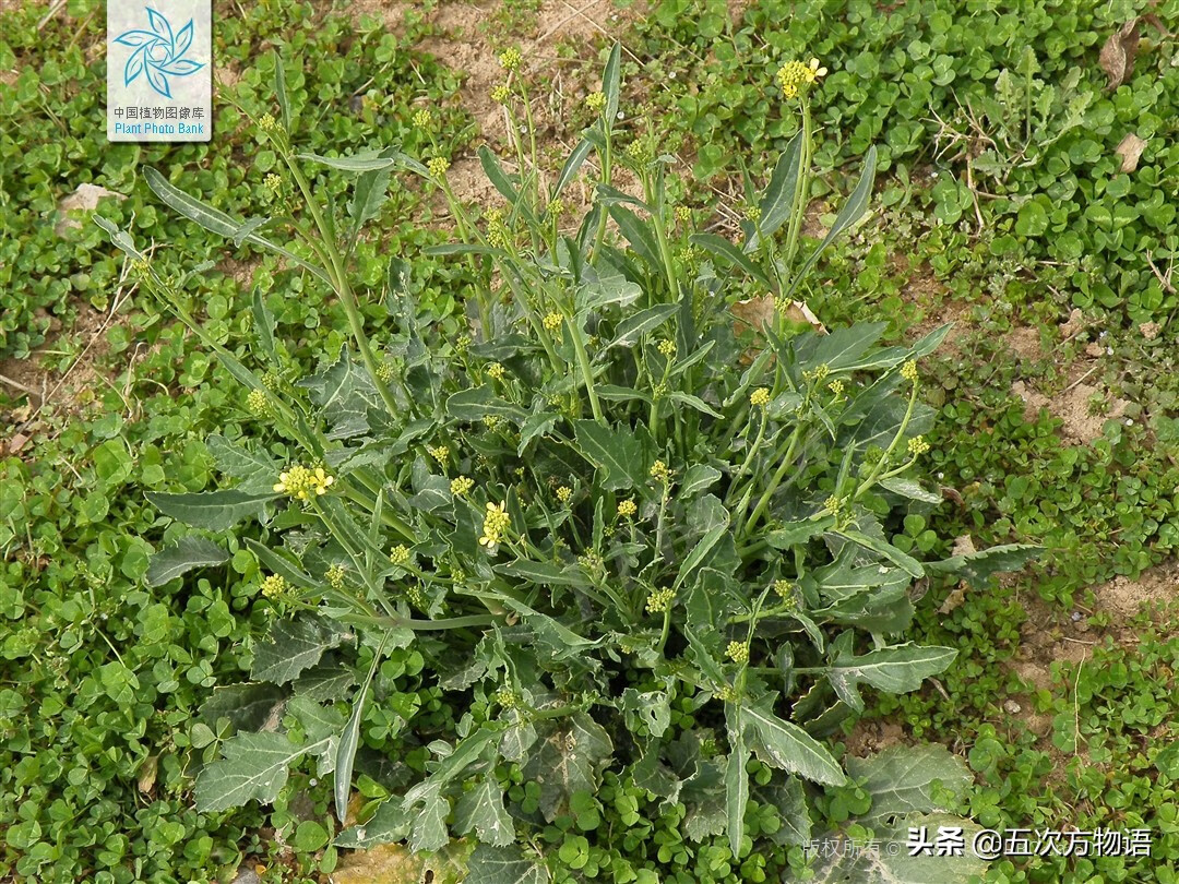 十字花科蔬菜有哪些(十字花科常见蔬菜)