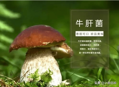 真姬菇的功效与作用(怎么看真姬菇煮没)