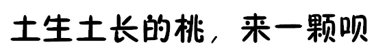 桃子的资料有哪些(根本桃子资料)