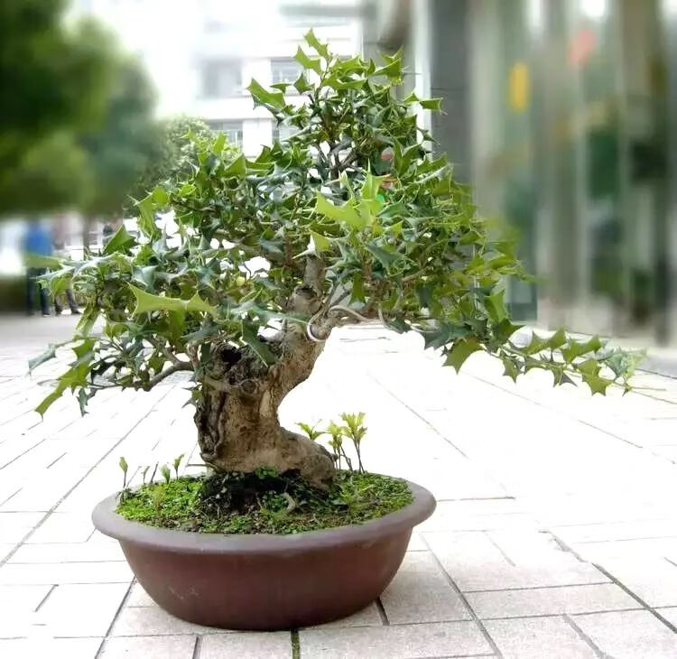 枸骨枸骨病虫害较少.