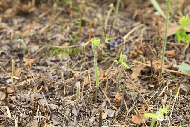 蓝莓 风水(草莓风水上有啥寓意)