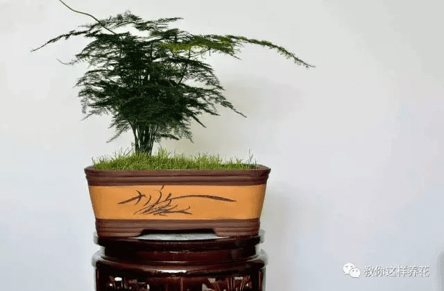 家里养文竹风水(家里养什么植物风水好)