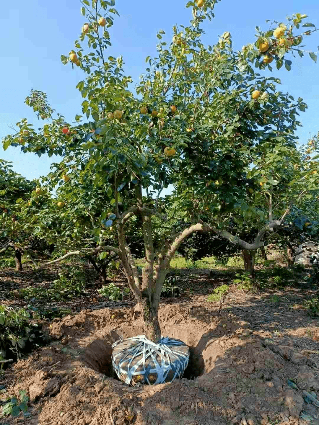 柿子树风水柿子树在风水上的说法