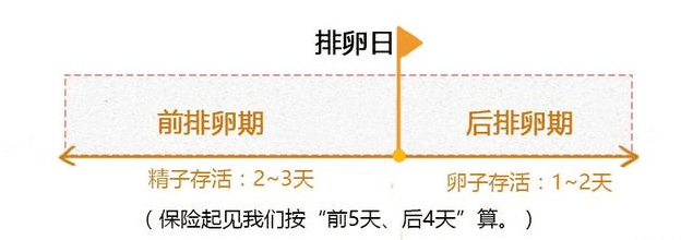 排卵期一共有几天?(排卵期一般有几天时间)