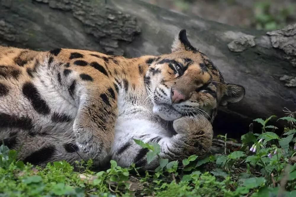 9,懒猴妈呀,我怎么到树上来了……8,黑麝我是白眉大侠.