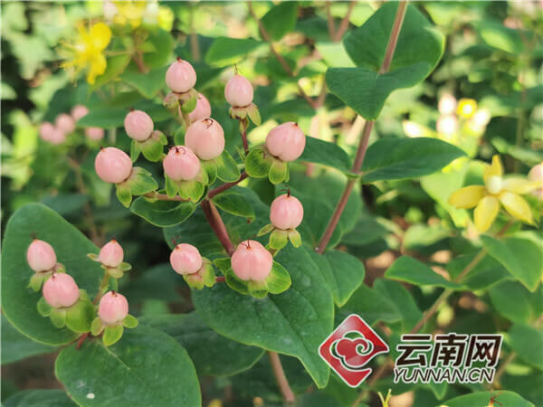 顺应鲜花市场需求 云南江川农户种植火龙珠走出致富路