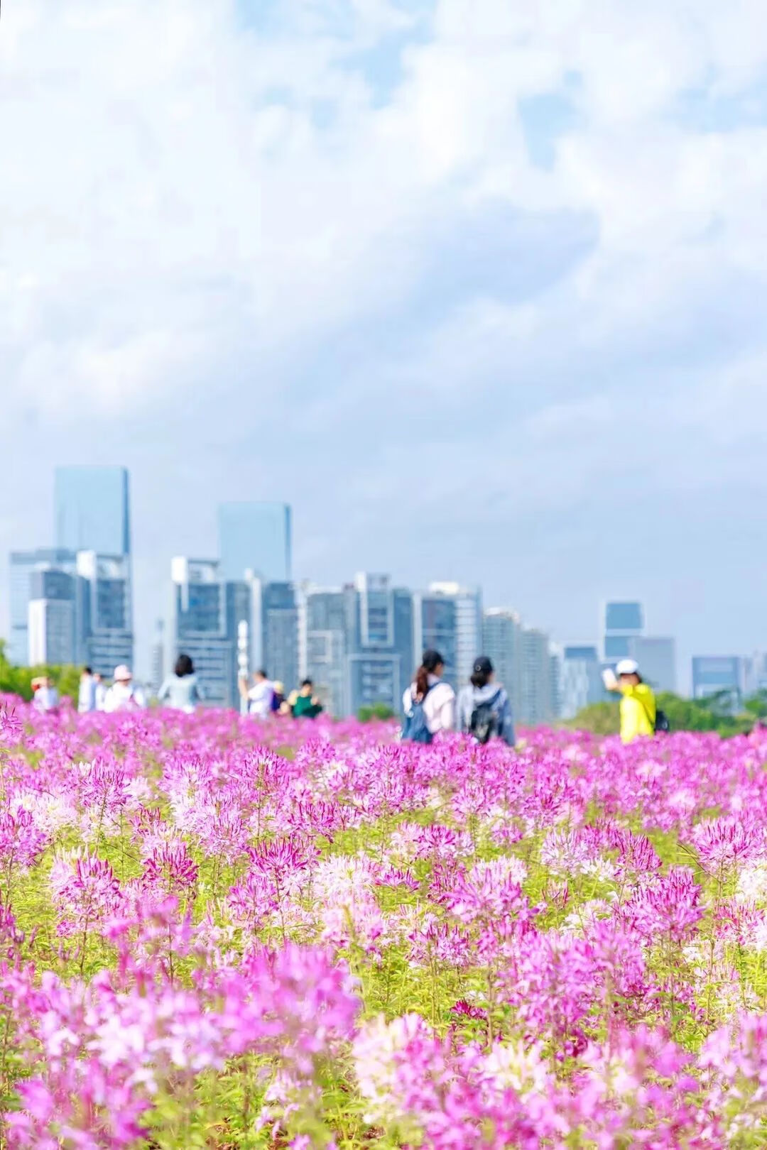 深圳地址大全详细地址(深圳有哪些地区)