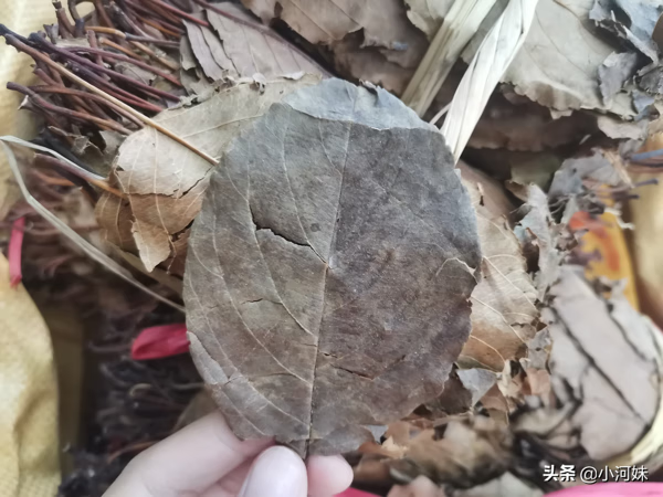 山楂叶茶(山楂叶图片)