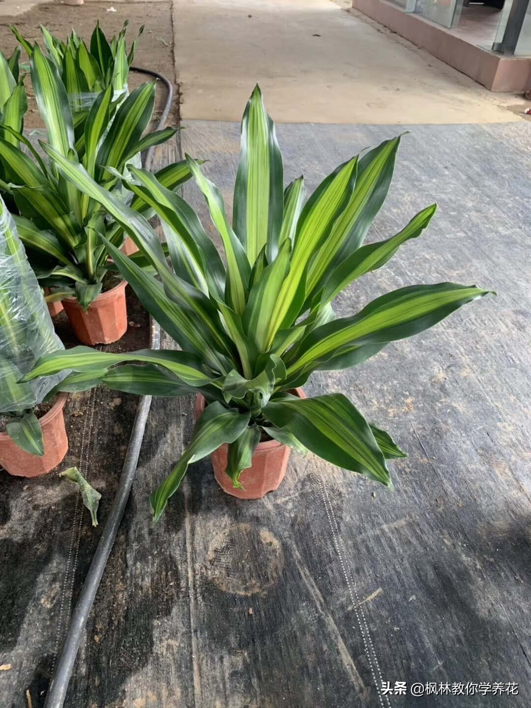 也门铁的修剪:也门铁的叶片成螺旋型向上生长.