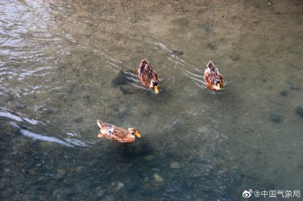 竹外桃花三两枝的下一句是?(竹外桃花三两枝春江水暖鸭先知的意思)