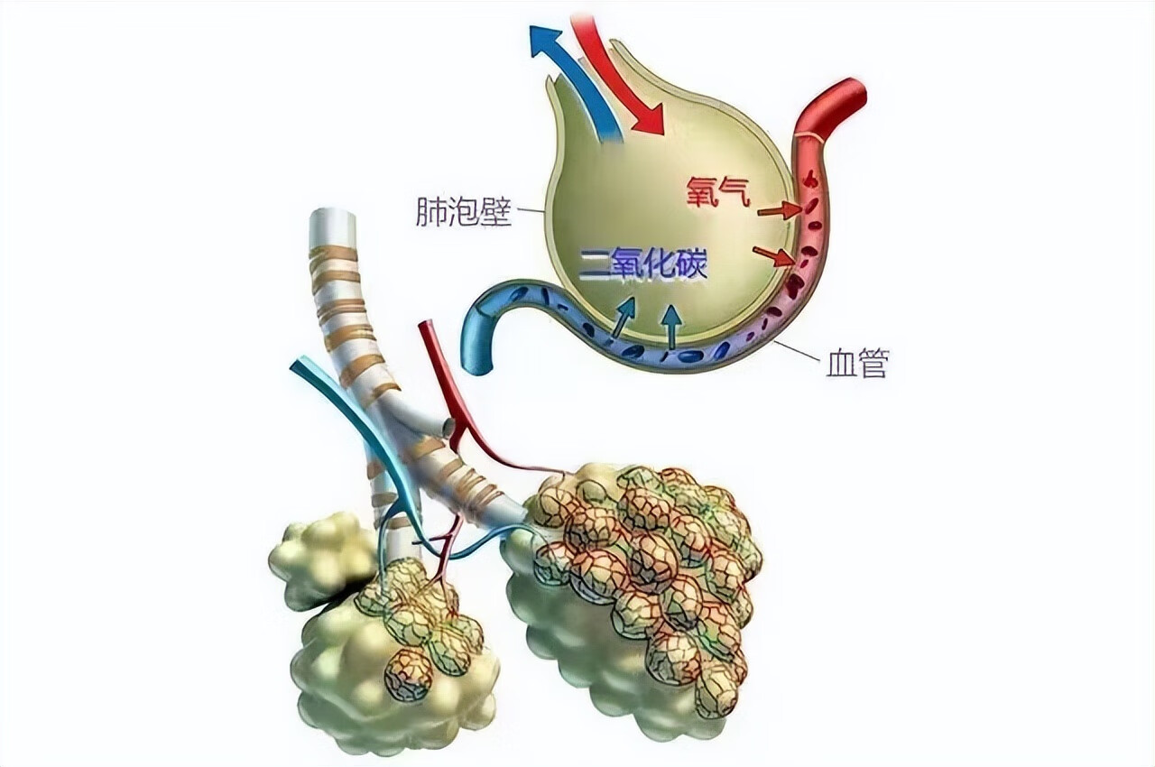 枇杷叶(枇杷叶的功效与用量)
