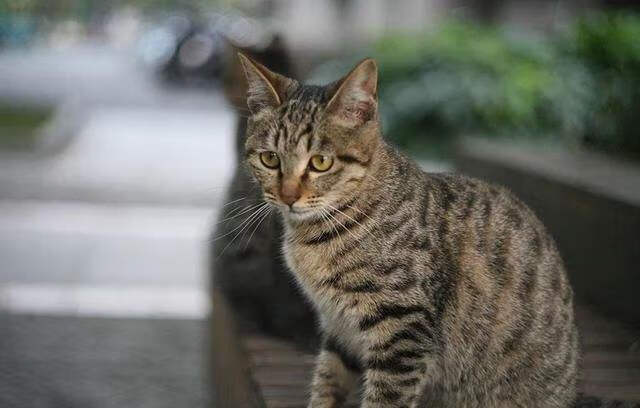 狸猫哪里多 哪里多(狸花猫哪里可以打)