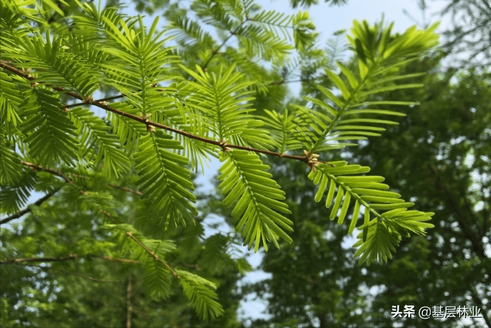 水杉风水寓意(香杉木和杉木的区别)