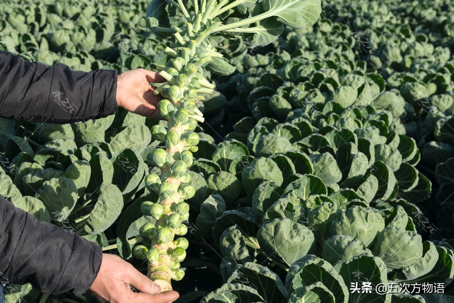 十字花科蔬菜有哪些(十字花科常见蔬菜)