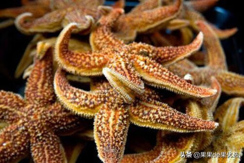 干海星怎么做好吃(干海星怎么吃 干海星要如何煲汤)