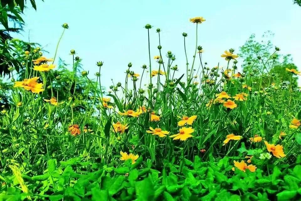 黄菊花的功效