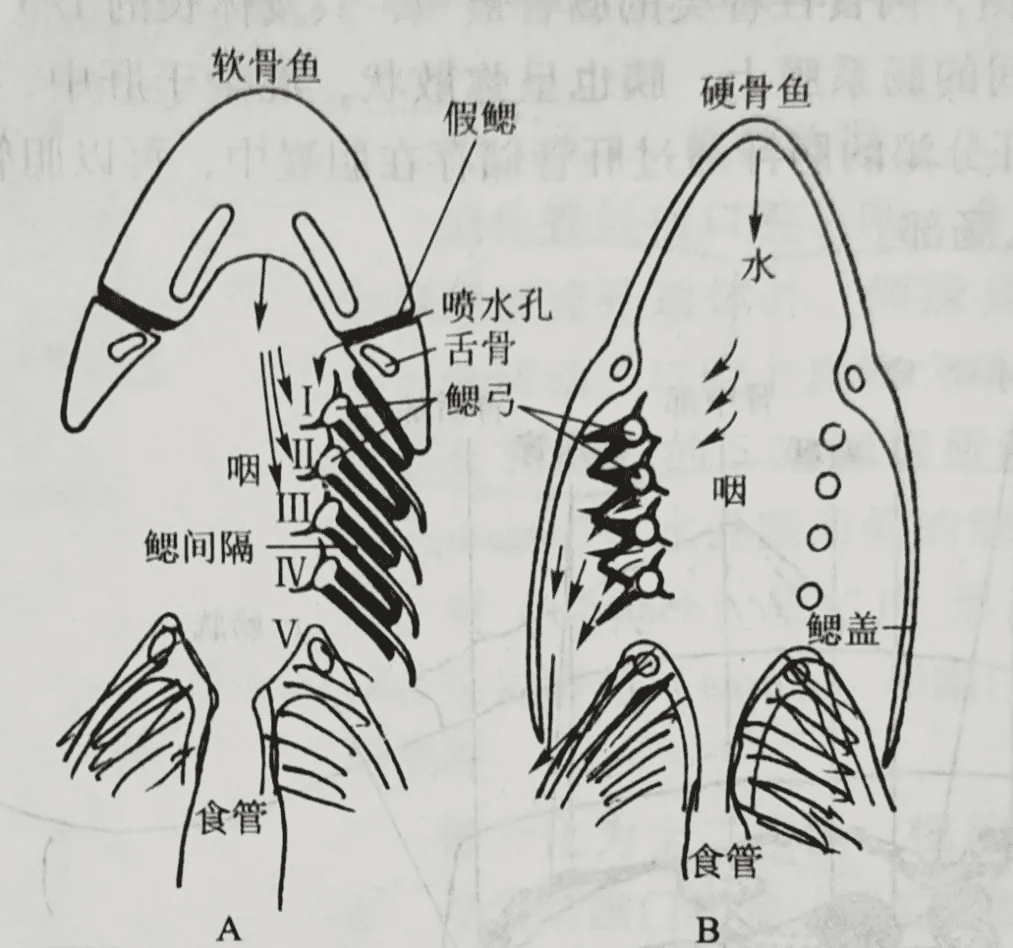 鱼的肺泡是什么(养十条鱼的风水意义)