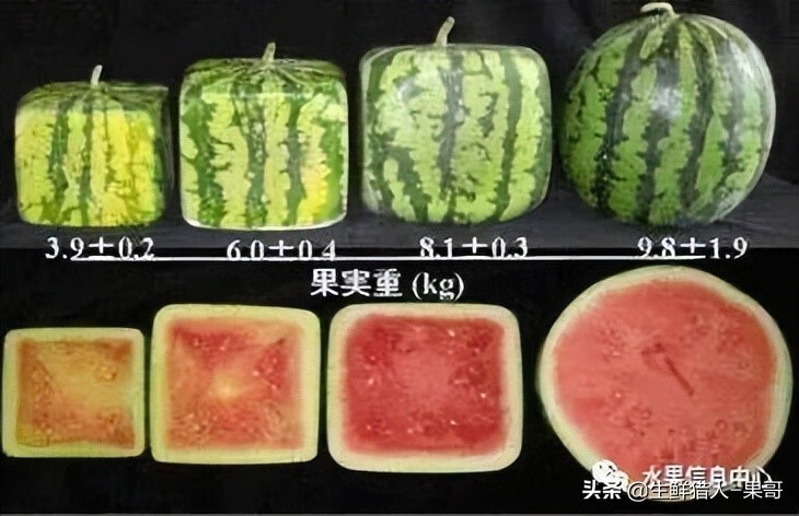 果(果蓏)