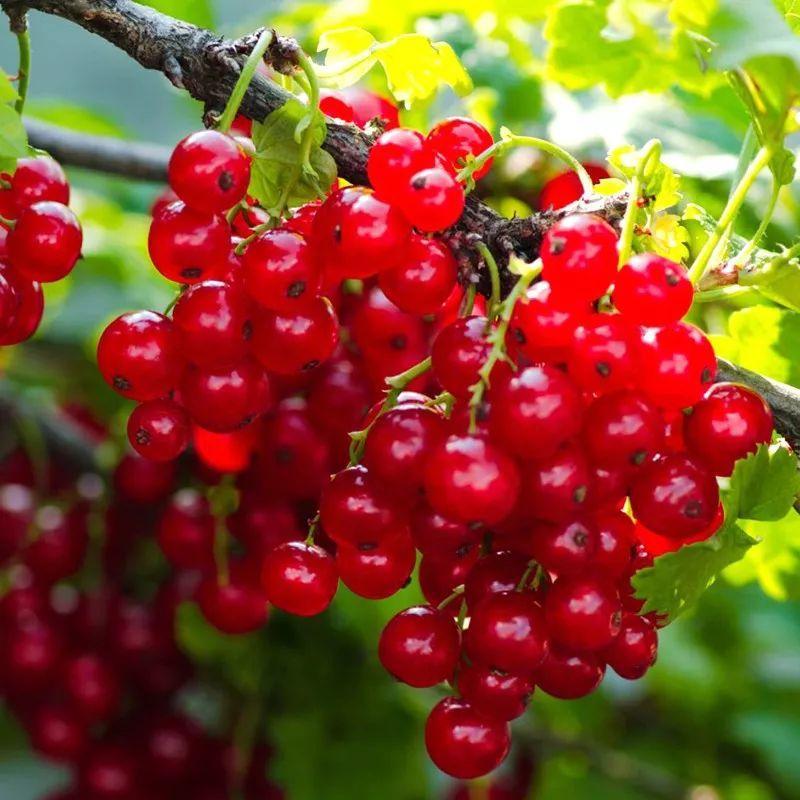 柿子柠檬树风水(柿子树与家庭风水)