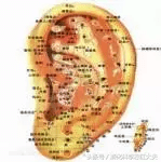 海螵蛸的副作用是什么(海螵蛸副作用都有哪些)