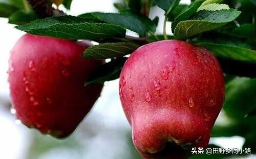 蛇果的功效与作用(蛇果子)