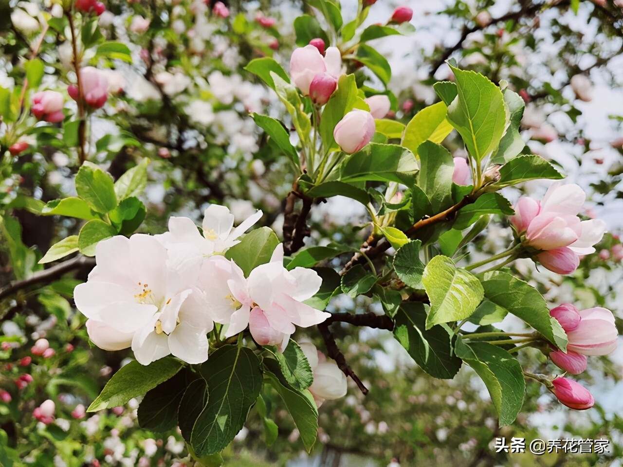 海棠花樹的風水寓意海棠花風水寓意