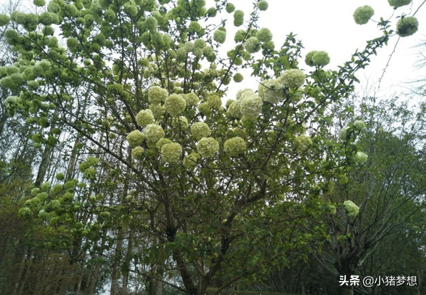 绣球花有毒吗?(绣球花的毒性大不大)