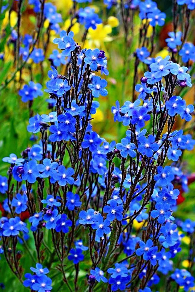 叶基生,羽裂,叶缘波状.勿忘我 别称:星辰花,勿忘草,深波叶補血草.