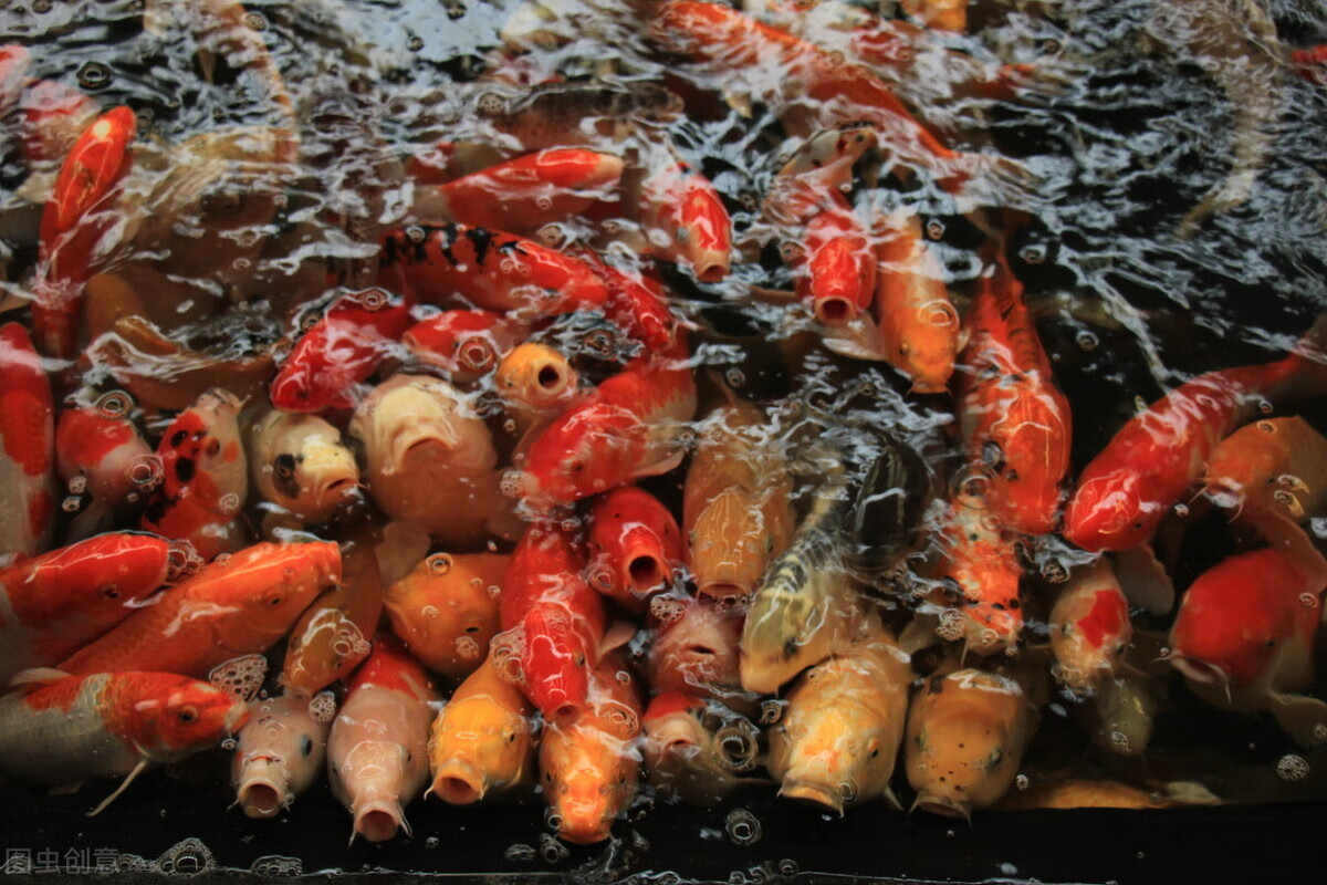 锦鲤是风水鱼还是招财鱼(锦鲤风水鱼养几条招财)