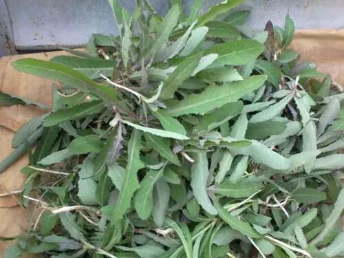 苦苣菜(苦菊和苦苣一样吗)
