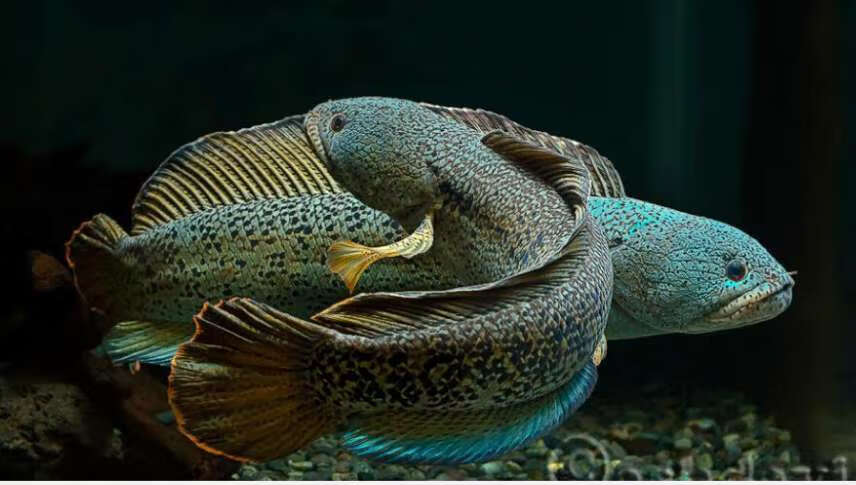 眼镜蛇风水代表什么(眼镜蛇进家里是什么风水)