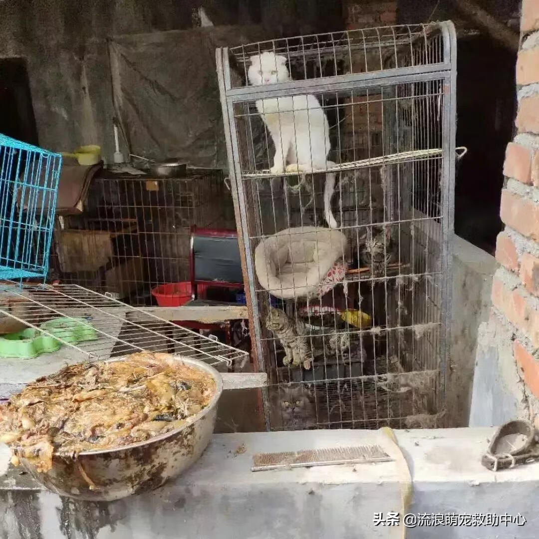 12315可以投诉交易猫吗(交易猫卖家被申诉)
