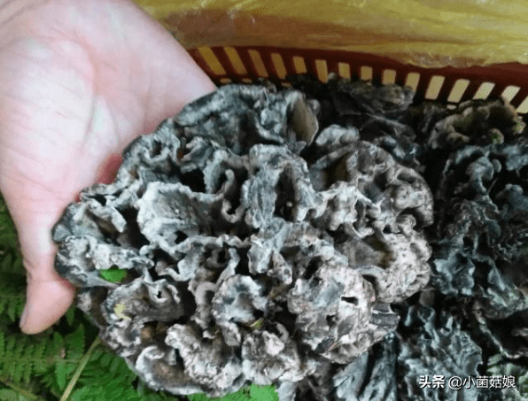 真姬菇的功效与作用(怎么看真姬菇煮没)
