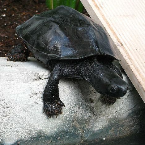 中华墨龟真的是风水(中华草龟能活多少年)